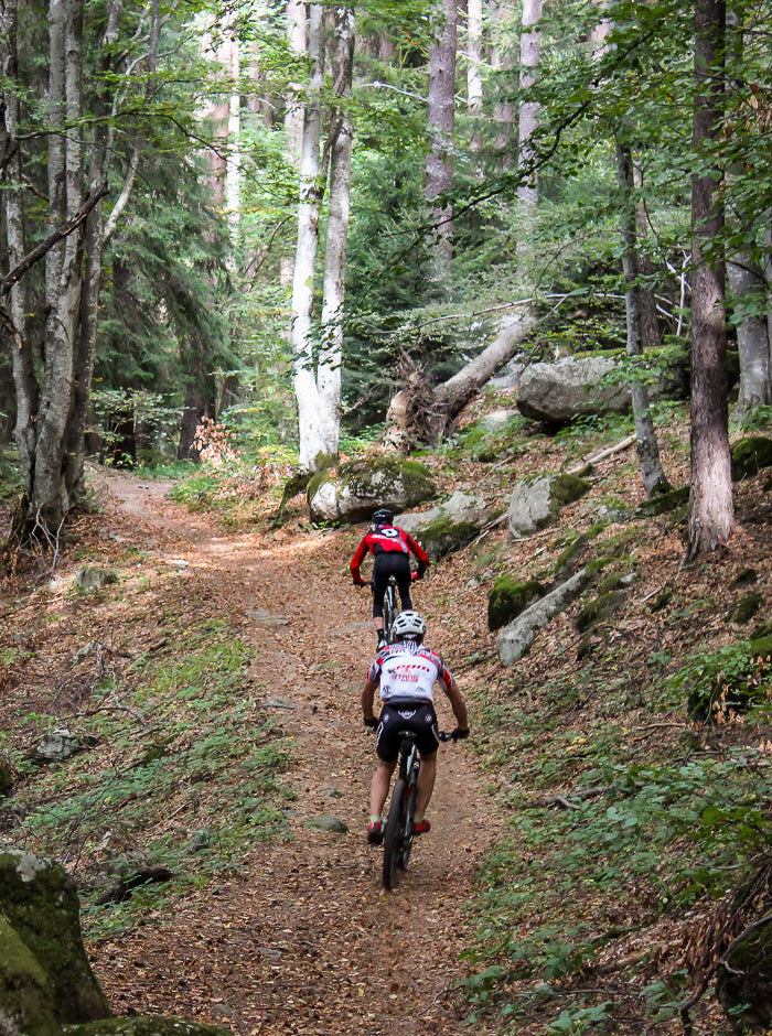 Two mountain bikers ride along a narrow forest trail surrounded by tall trees, moss-covered rocks, and green undergrowth.